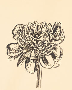 Johanna St. Clair - Peony #6