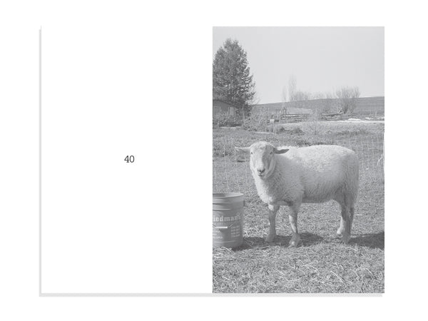 Alice Shaw - 100 SHEEP
